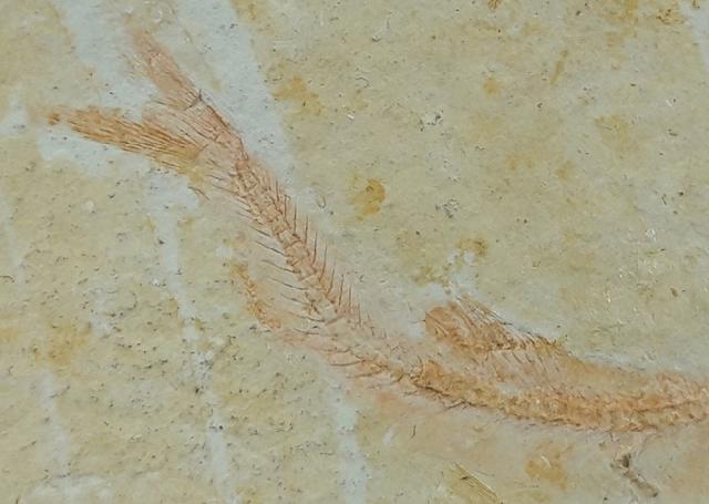 Leptolepides sprattiformis (BLAINVILLE 1818) - Bild © FossNet FossilienStore